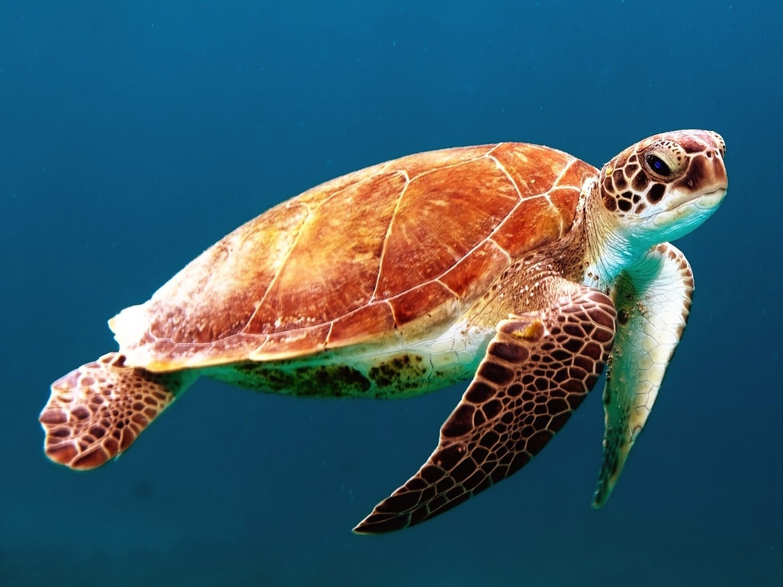 国寿再夺广告长城奖 开创整合营销传播新风潮